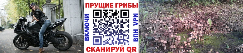 Купить закладки  Новочебоксарск  Псилоцибиновые грибы мицелий 